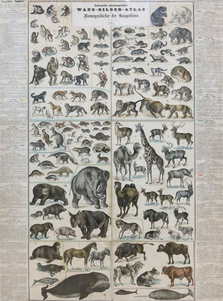 Große Abbildung Nr.1: 134-1483 Wand-Bilder-Atlas.: (Zoologie, Säugetiere)