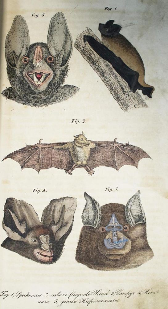 Große Abbildung Nr.1: 134-1484 (Schilling,S.: (Zoologie)