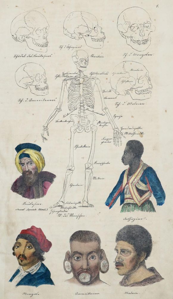 Große Abbildung Nr.1: 134-1486 Schmitz,J.: (Zoologie)