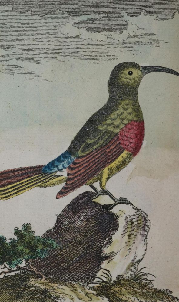 Große Abbildung Nr.1: 134-1488 Buffon,(G.L.L.de).: (Zoologie, Vögel)