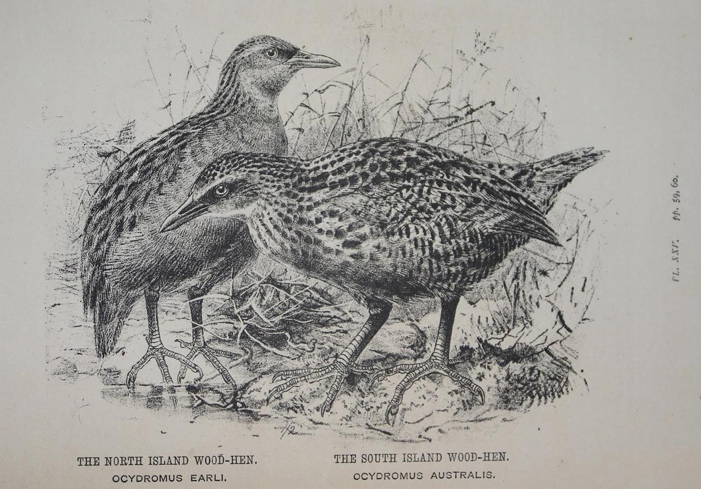 Große Abbildung Nr.1: 134-1489 Buller,W.L.: (Zoologie, Vögel)