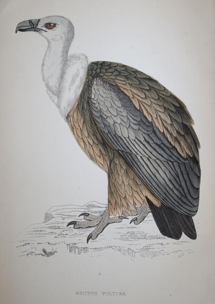 Große Abbildung Nr.1: 134-1490 Morris,F.O.: (Zoologie, Vögel, Grossbritannien)