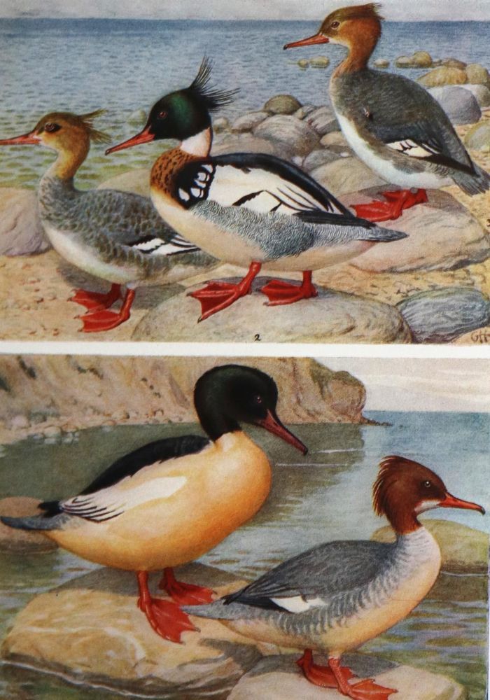 Große Abbildung Nr.1: 134-1492 Heilmann,G. u. A.L.V.Manniche.: (Zoologie, Vögel)