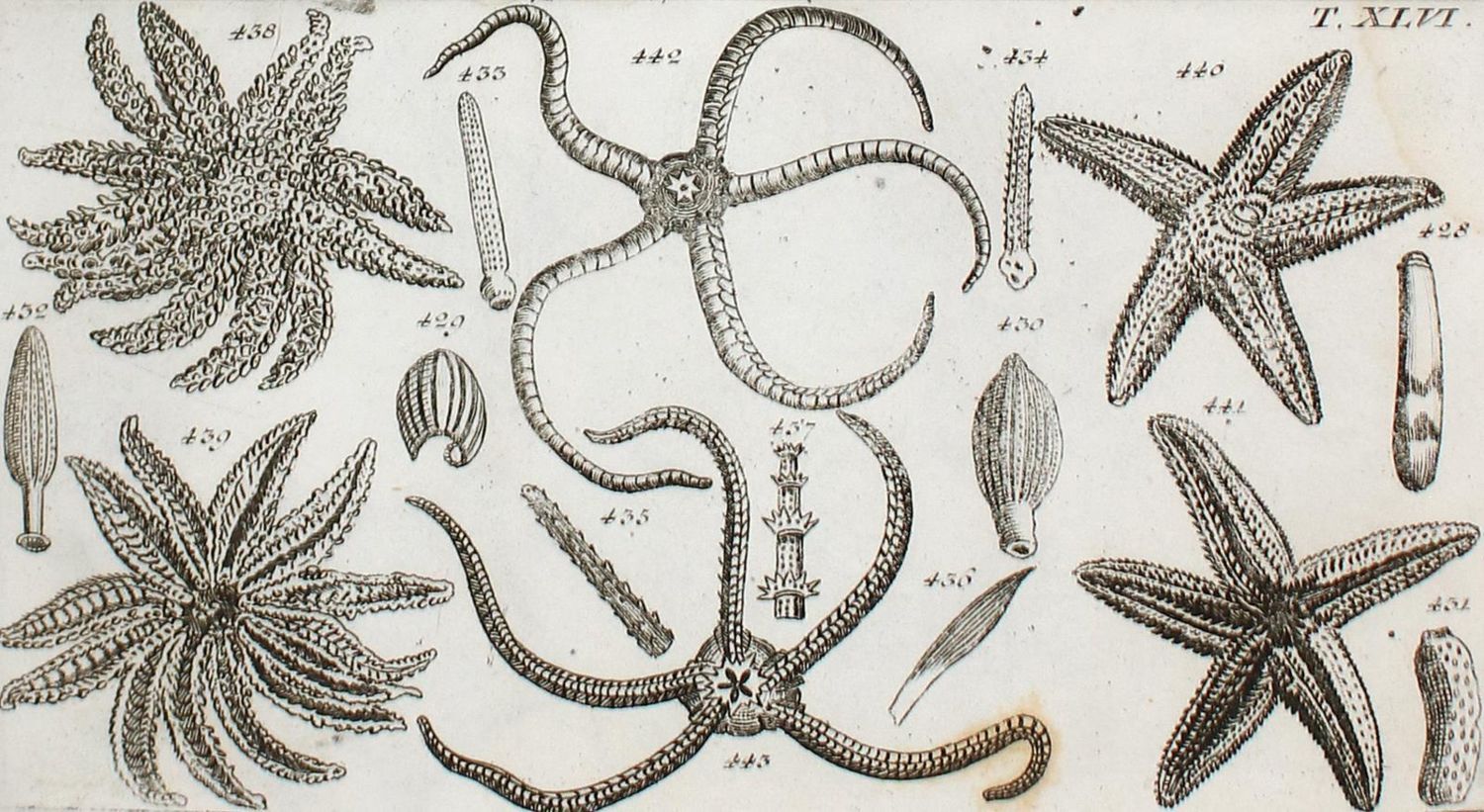Große Abbildung Nr.3: 134-1494 Wilhelm,G.T.: (Zoologie, Würmer)
