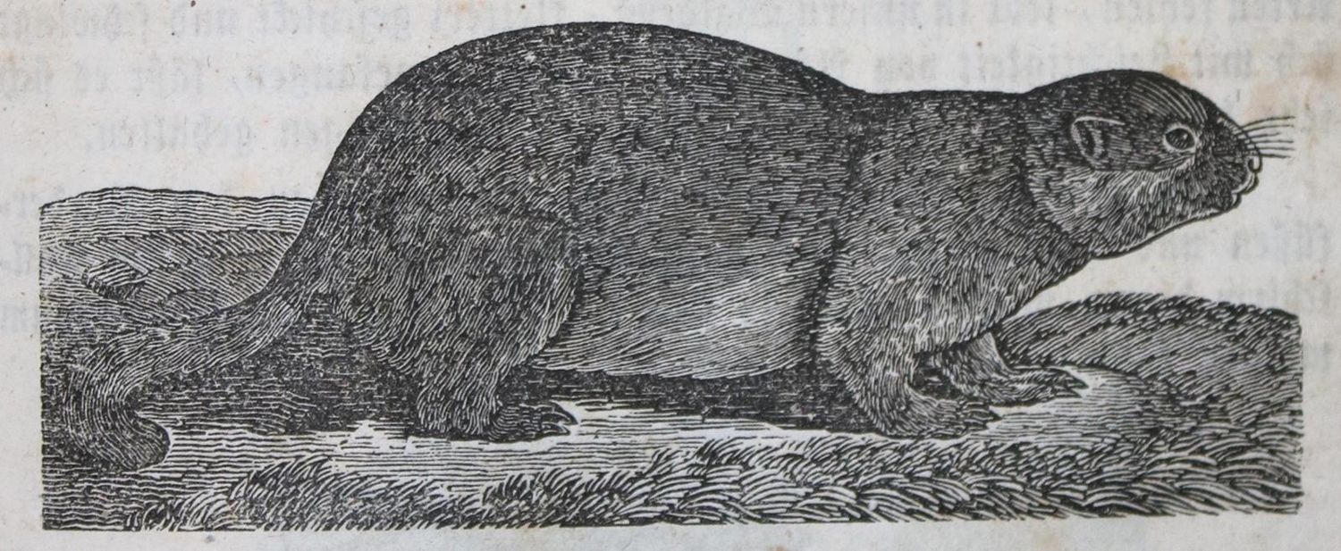 Große Abbildung Nr.2: 134-1510 Baumann,J.: (Verschiedene Gebiete - Varia)
