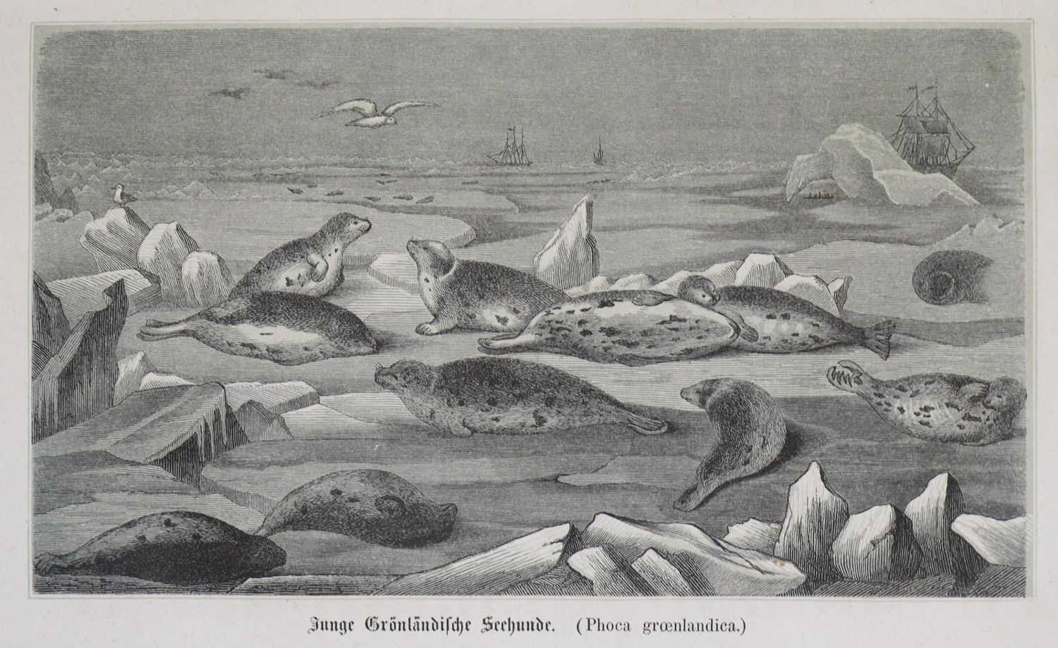 Große Abbildung Nr.1: 134-1642 Torell,O. u. A.E.Nordenskiöld.: (Arktis-Antarktis-Nordländer)