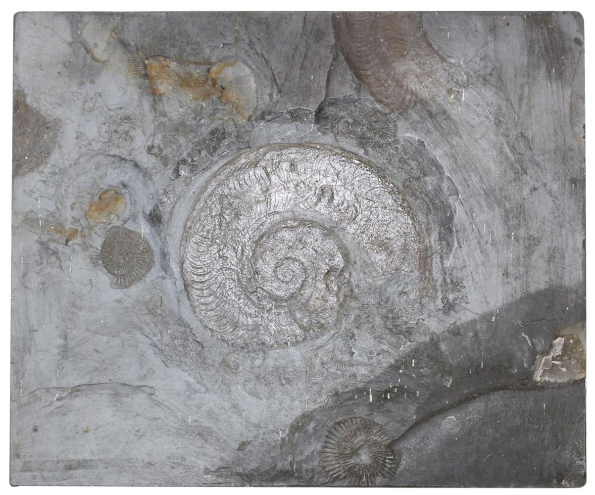 Große Abbildung Nr.1: 134-2155 Fossilien Grube Katzenberg.: (Varia)