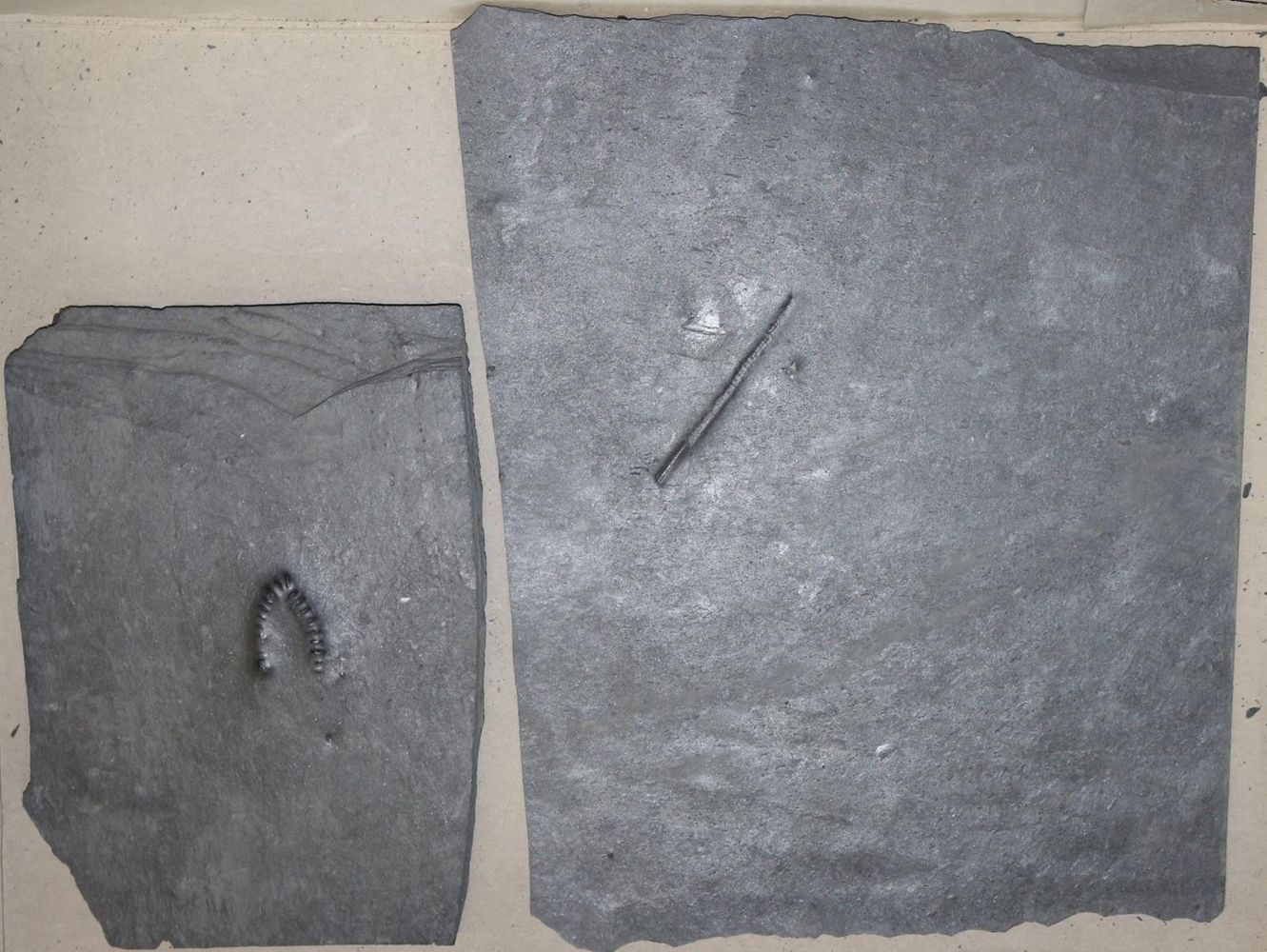 Große Abbildung Nr.6: 134-2155 Fossilien Grube Katzenberg.: (Varia)