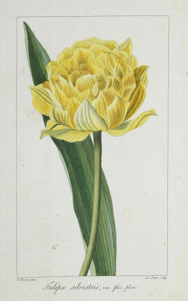 Große Abbildung Nr.6: 134-2701 Blumen.: (Varia, Botanik)
