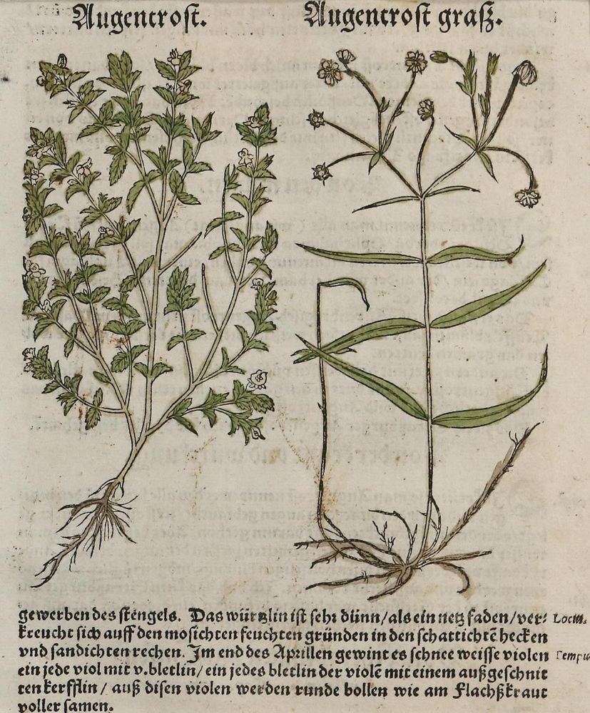 Große Abbildung Nr.1: 134-2703 Kräuterbuch.: (Varia, Botanik, Bock)