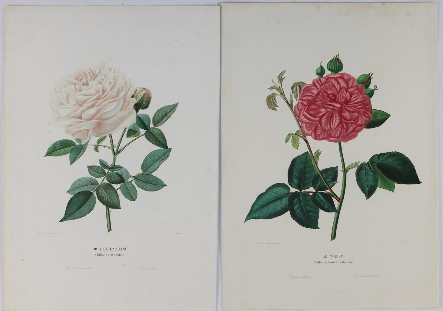 Große Abbildung Nr.2: 134-2706 Sammlung: (Varia, Botanik)