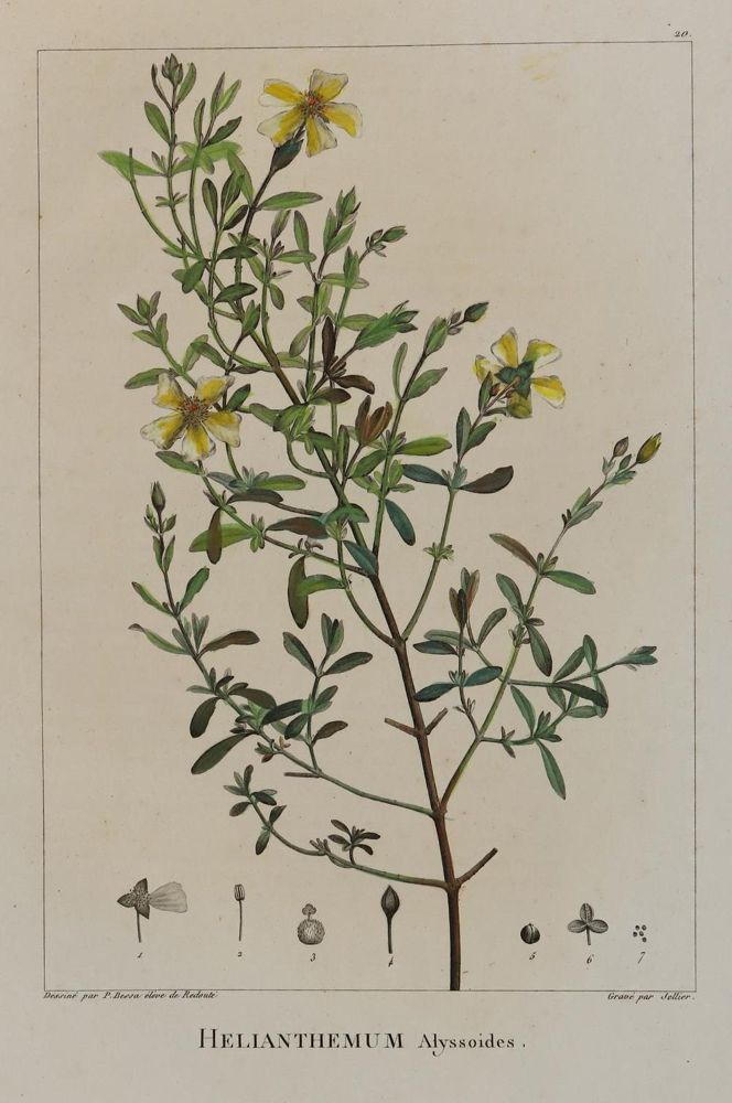 Große Abbildung Nr.2: 134-2707 Sammlung: (Varia, Botanik)