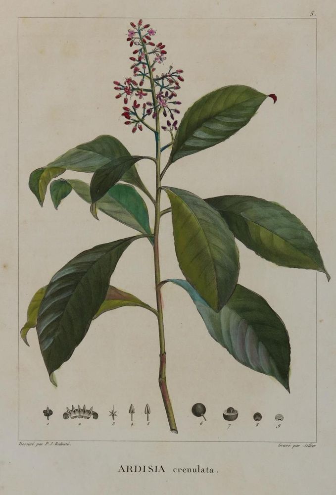 Große Abbildung Nr.3: 134-2707 Sammlung: (Varia, Botanik)