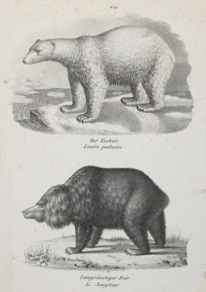 Große Abbildung Nr.1: 134-2819 Ridinger,J.E.: (Varia, Zoologie, Bären)