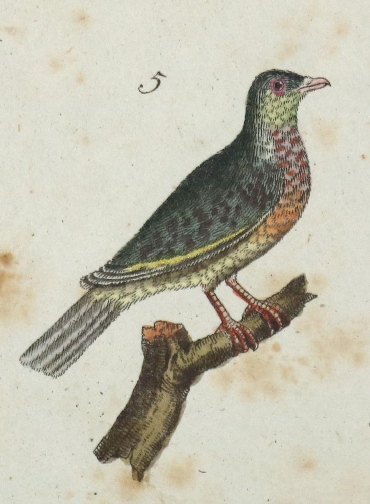 Große Abbildung Nr.1: 134-2820 Konvolut: (Varia, Zoologie)