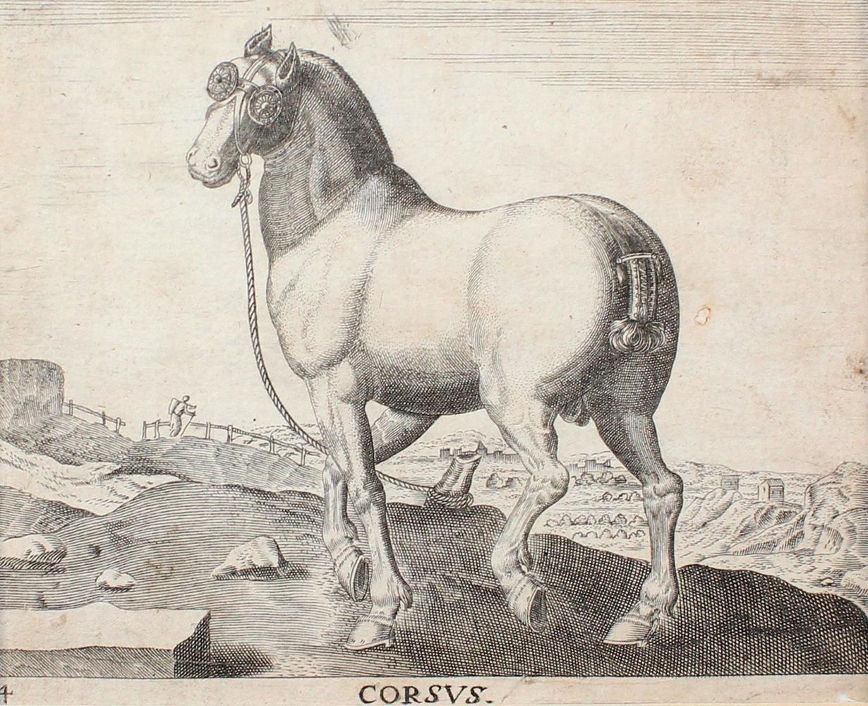 Große Abbildung Nr.1: 134-2821 Pferde.: (Varia, Zoologie)