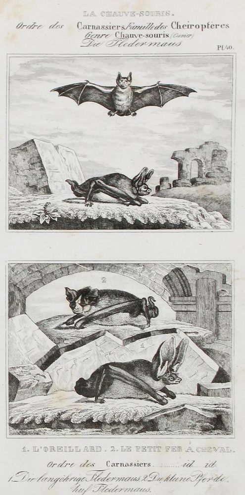 Große Abbildung Nr.1: 134-2822 Säugetiere.: (Varia, Zoologie)