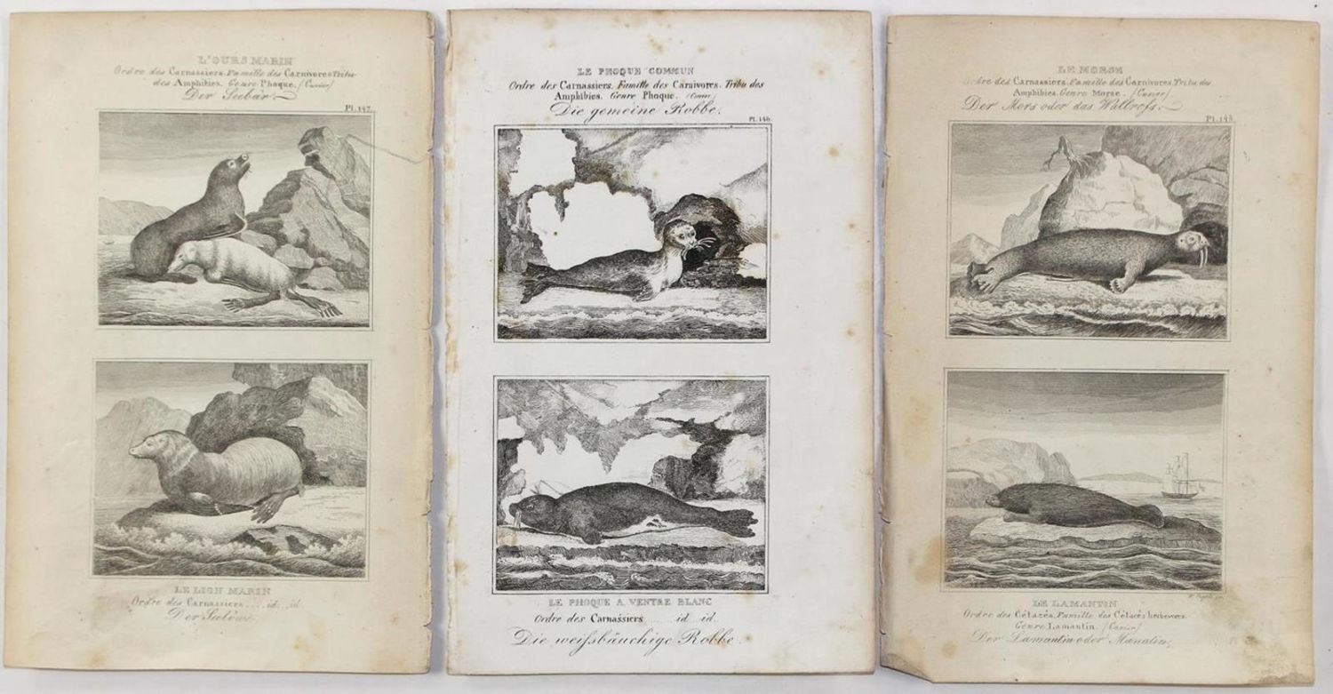 Große Abbildung Nr.3: 134-2822 Säugetiere.: (Varia, Zoologie)
