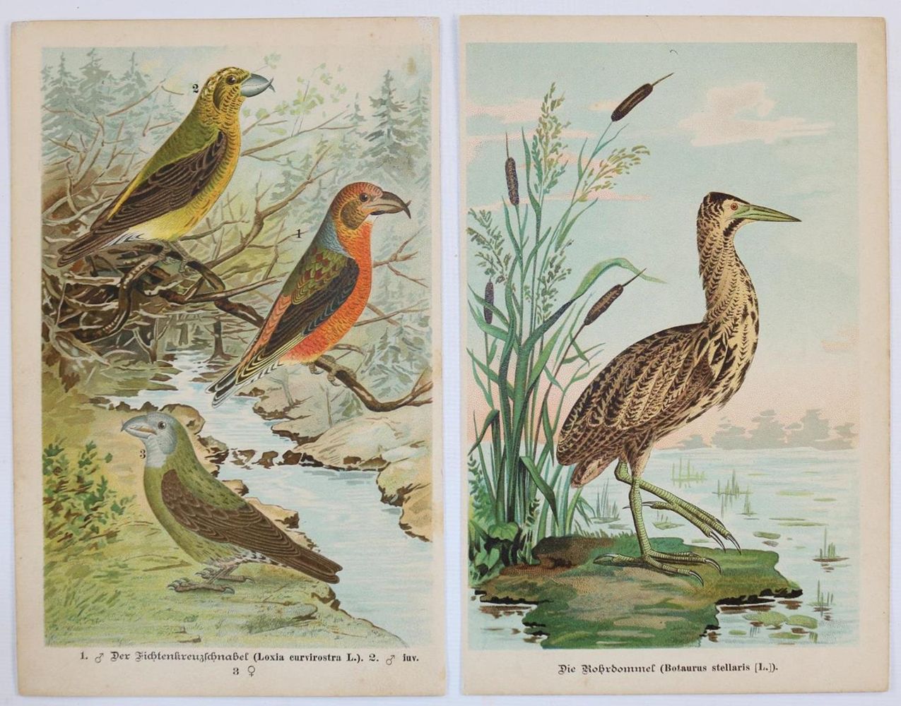 Große Abbildung Nr.2: 134-2823 Sammlung: (Varia, Zoologie)