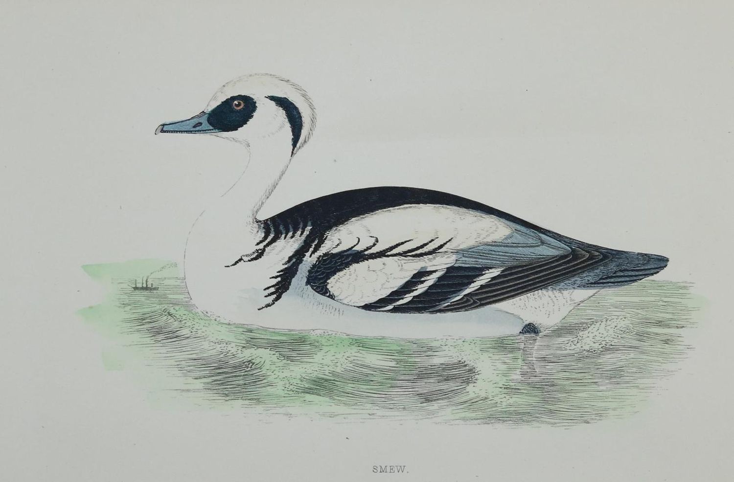 Große Abbildung Nr.3: 134-2823 Sammlung: (Varia, Zoologie)