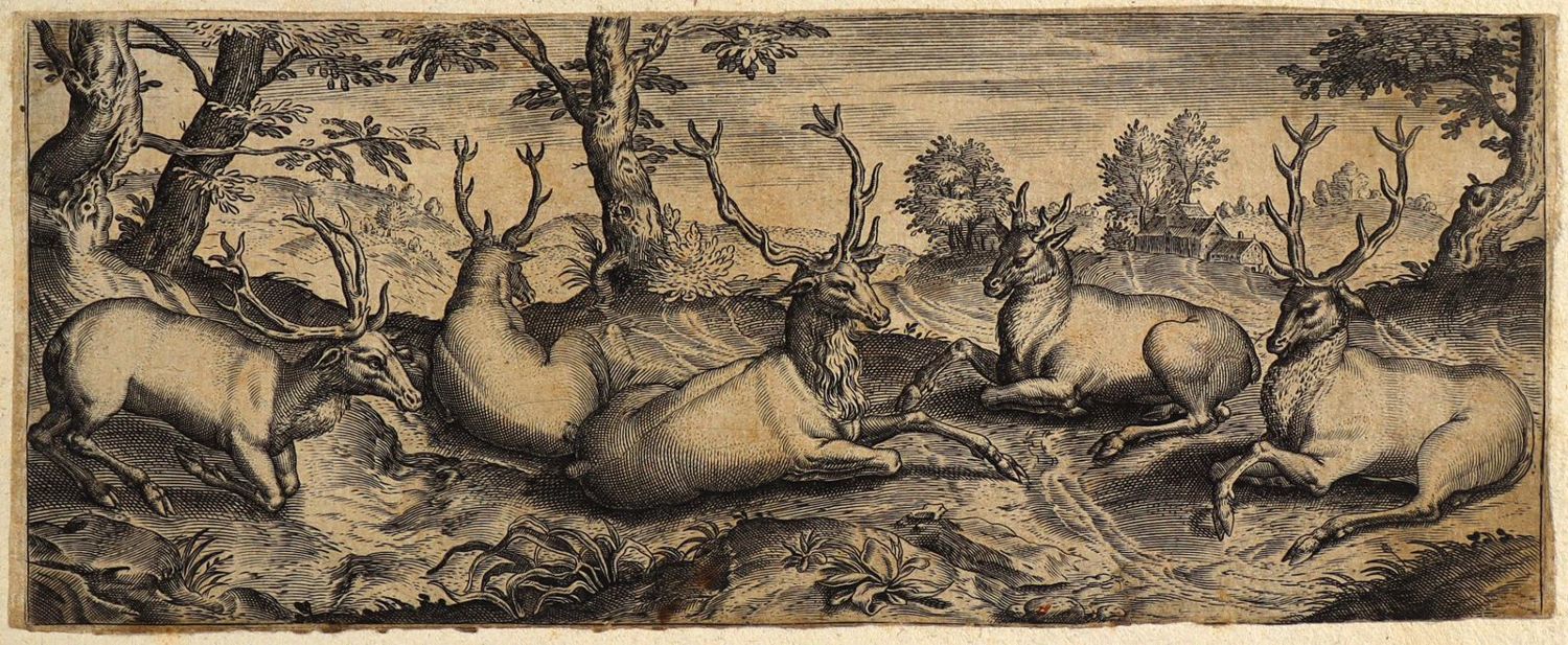 Große Abbildung Nr.1: 134-2824 Tiere.: (Varia, Zoologie)
