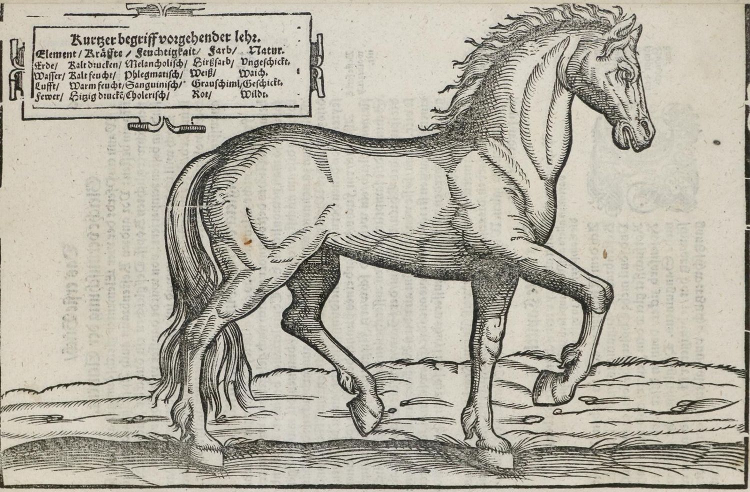 Große Abbildung Nr.1: 134-285 Grisone,F.: (Pferde)
