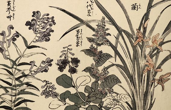 Große Abbildung Nr.1: 134-2936 Pflanzen.: (Ausland, China)