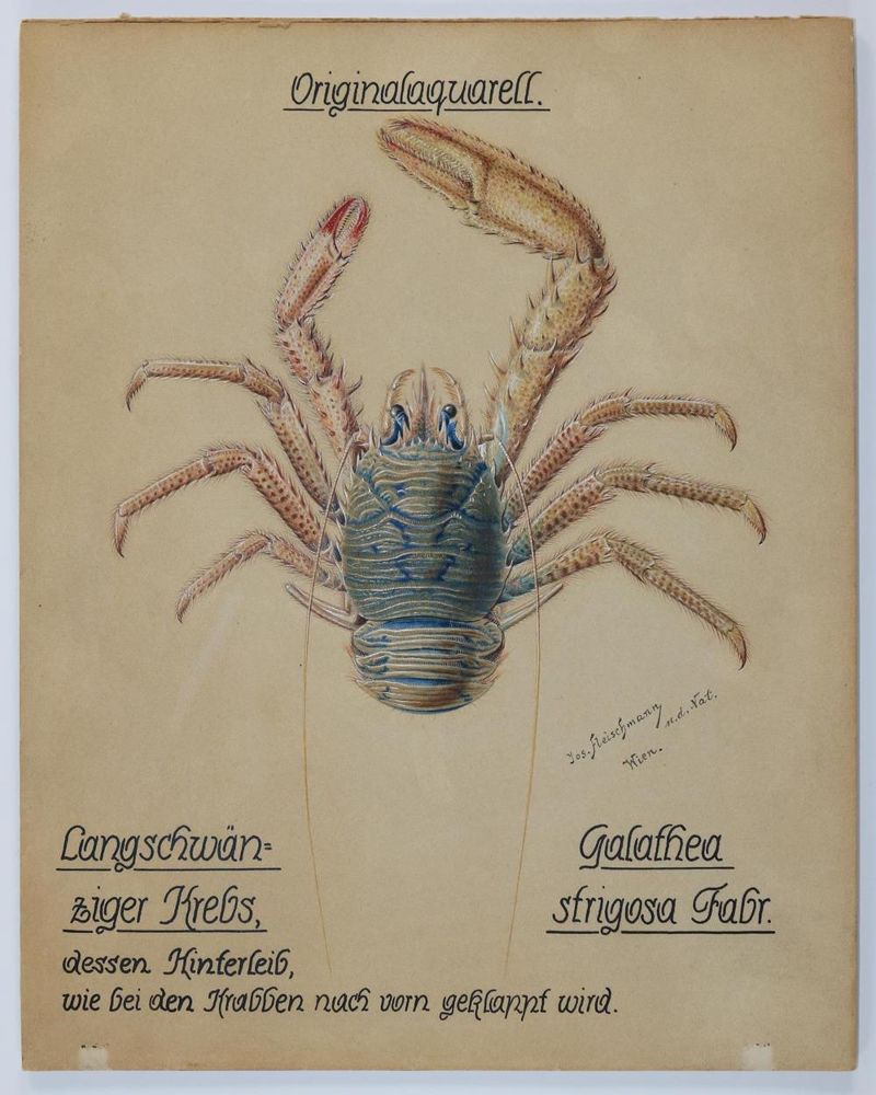 Große Abbildung Nr.1: 134-3503 Fleischmann, Josef: (Künstlergraphik)