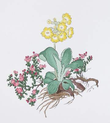 Bild Nr.1: 134-1363 Weisz,J.: (Literatur und illustrierte Bücher 20.Jahrhundert - Alte Literatur in modernen Ausgaben)