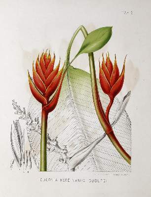 Bild Nr.2: 134-1373 Beck,G.v. (Hrsg.).: (Botanik)