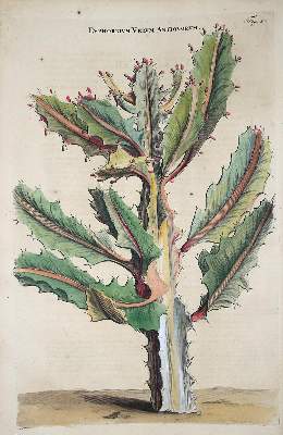 Bild Nr.3: 134-1374 Commelin,C.: (Botanik)