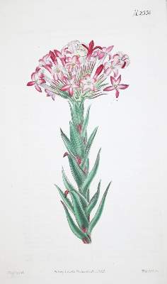 Bild Nr.2: 134-1375 Curtis,W.: (Botanik)