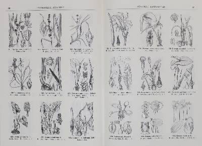 Bild Nr.2: 134-1376 Fiori,A.: (Botanik)