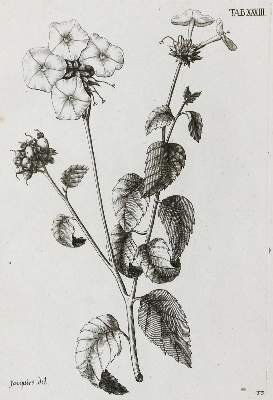 Bild Nr.1: 134-1380 Jacquin,N.J.v.: (Botanik)