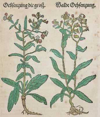Bild Nr.1: 134-1381 Bock,H.: (Botanik, Kräuterbücher)