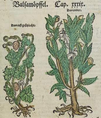 Bild Nr.2: 134-1382 Loncier,A.: (Botanik, Kräuterbücher)
