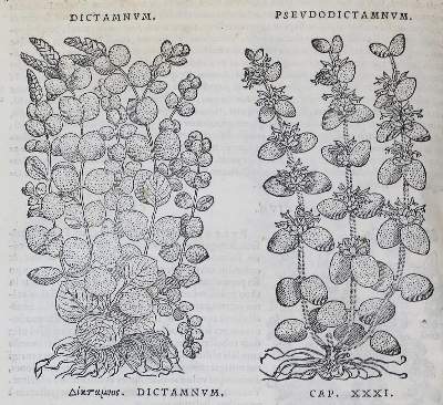 Bild Nr.1: 134-1384 Mattioli,P.A.: (Botanik)