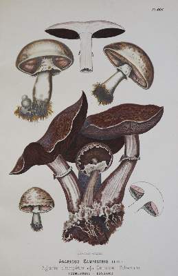 Bild Nr.1: 134-1387 Leuba,F.: (Botanik, Pilze)