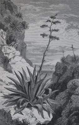 Bild Nr.1: 134-1388 Rambosson,J.: (Botanik)