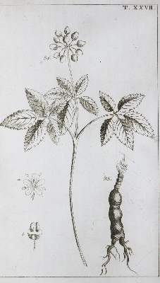 Bild Nr.1: 134-1391 Wilhelm,G.T.: (Botanik)