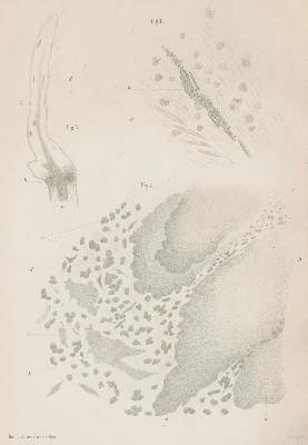 Bild Nr.1: 134-1430 Koch,R.: (Medizin)