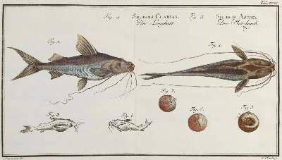 Bild Nr.3: 134-1463 Bloch,M.E.: (Zoologie, Fische)