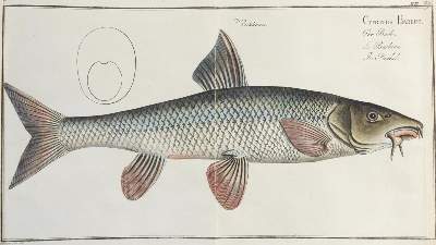 Bild Nr.5: 134-1463 Bloch,M.E.: (Zoologie, Fische)