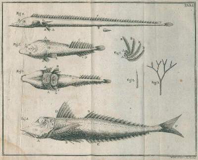 Bild Nr.1: 134-1464 Gouan,A.: (Zoologie, Fische)