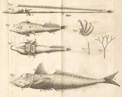 Bild Nr.1: 134-1465 Gouan,A.: (Zoologie, Fische)