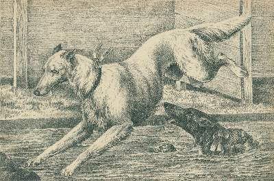 Bild Nr.2: 134-1468 Bungartz,J.: (Zoologie, Hunde)