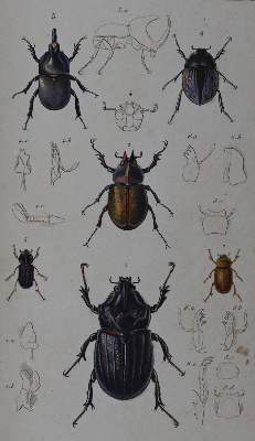Bild Nr.2: 134-1472 Cuvier,G.: (Zoologie, Insekten)