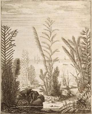 Bild Nr.1: 134-1476 Ellis,J.: (Zoologie, Korallen)