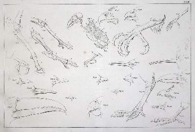 Bild Nr.5: 134-1479 Naturhistorische Bildersammlung: (Zoologie)