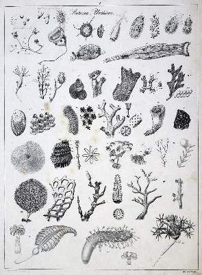 Bild Nr.7: 134-1479 Naturhistorische Bildersammlung: (Zoologie)